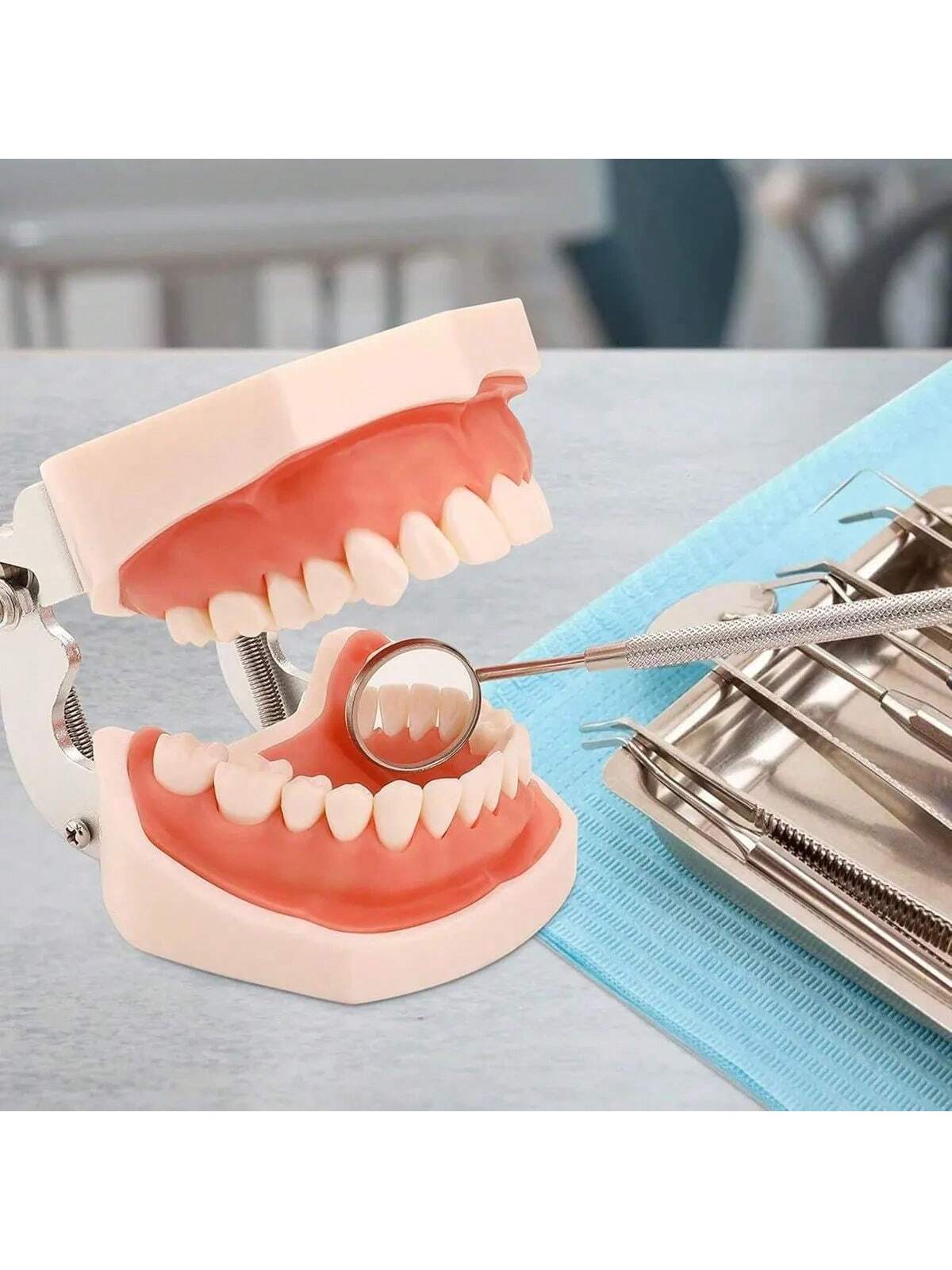 Modelo Dental Anatómico Desmontable de 28 Dientes Tipodonto con Desarmador Educativo | 11x7.5x6cm