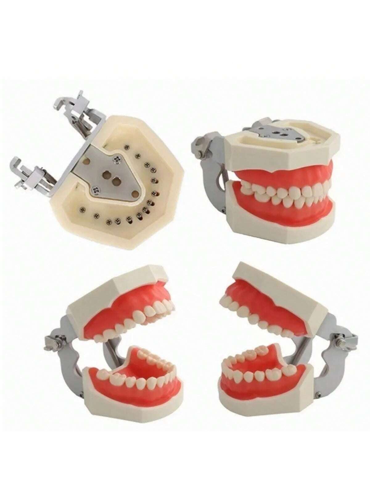 Modelo Dental Anatómico Desmontable de 28 Dientes Tipodonto con Desarmador Educativo | 11x7.5x6cm