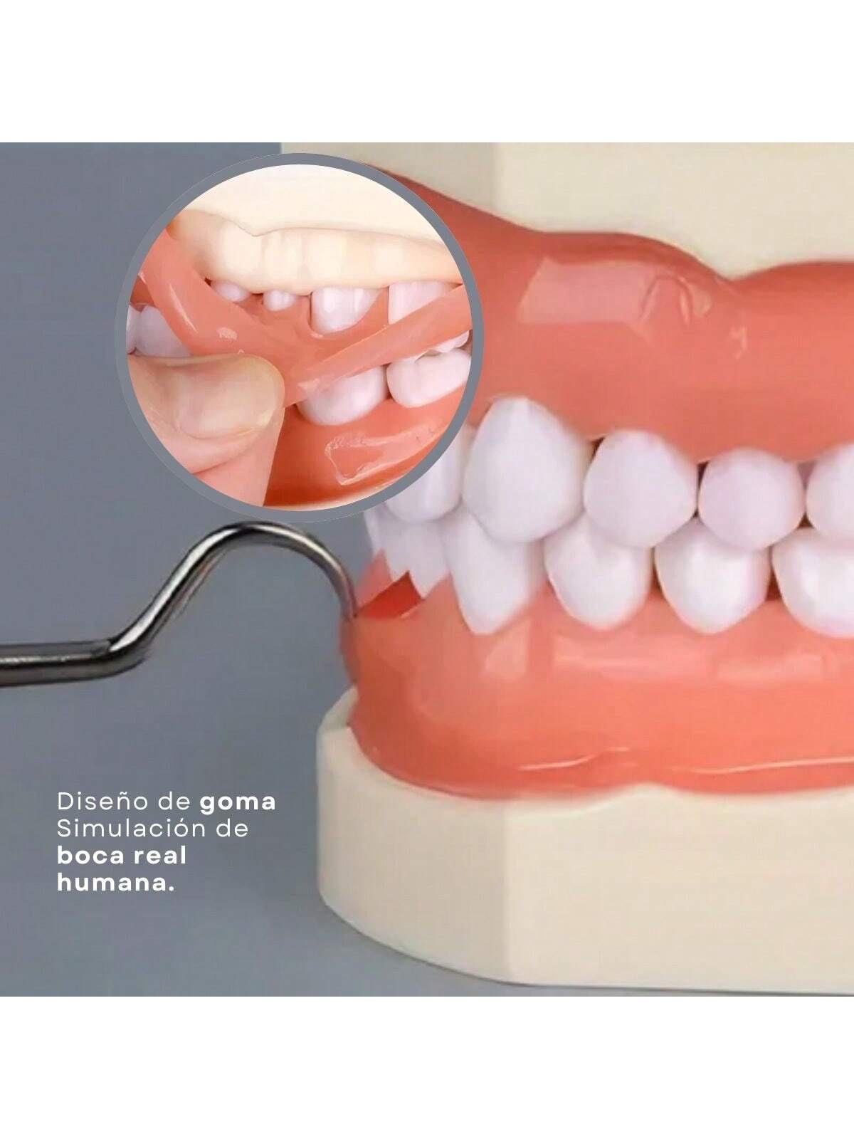 Modelo Dental Anatómico Desmontable de 28 Dientes Tipodonto con Desarmador Educativo | 11x7.5x6cm