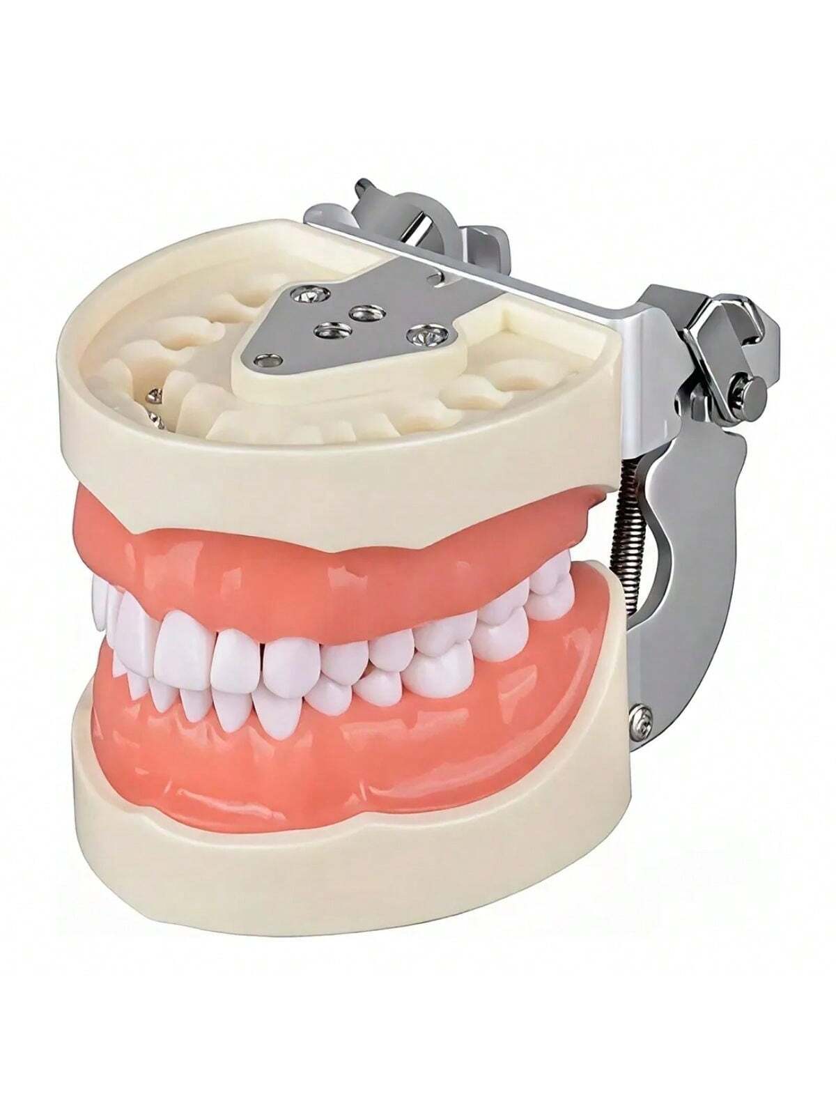 Modelo Dental Anatómico Desmontable de 28 Dientes Tipodonto con Desarmador Educativo | 11x7.5x6cm