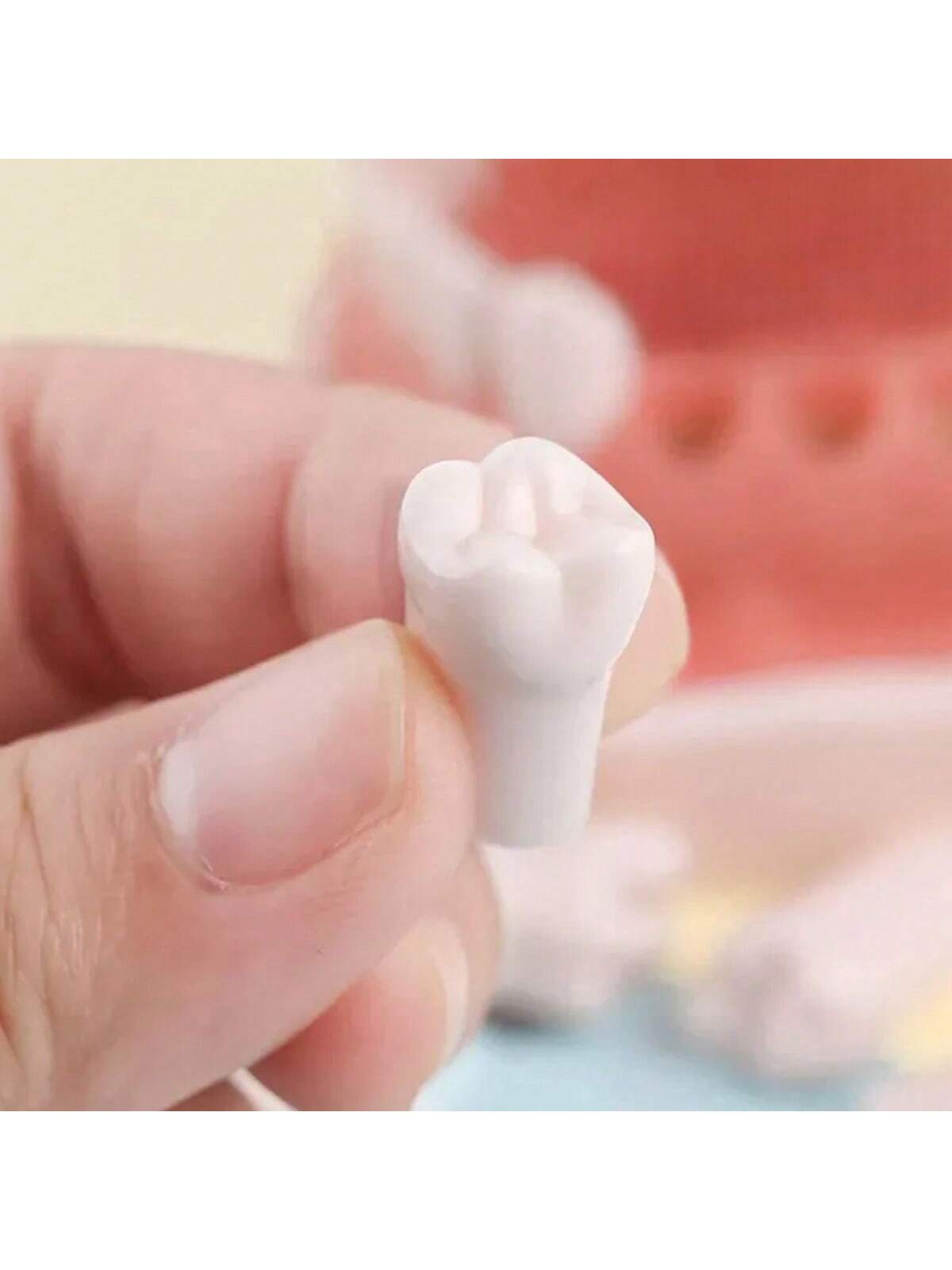 Modelo Dental Anatómico Desmontable de 28 Dientes Tipodonto con Desarmador Educativo | 11x7.5x6cm