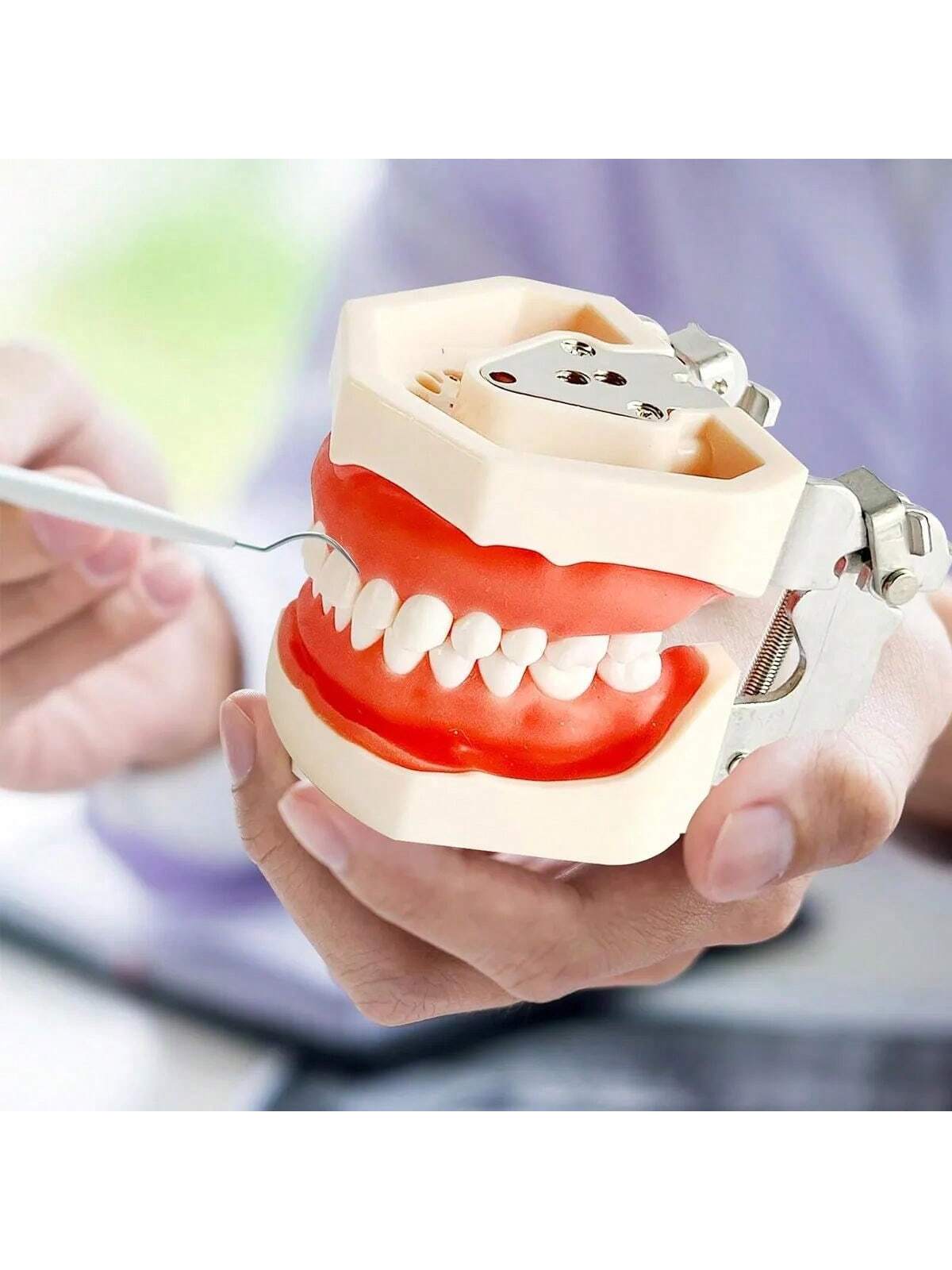 Modelo Dental Anatómico Desmontable de 28 Dientes Tipodonto con Desarmador Educativo | 11x7.5x6cm