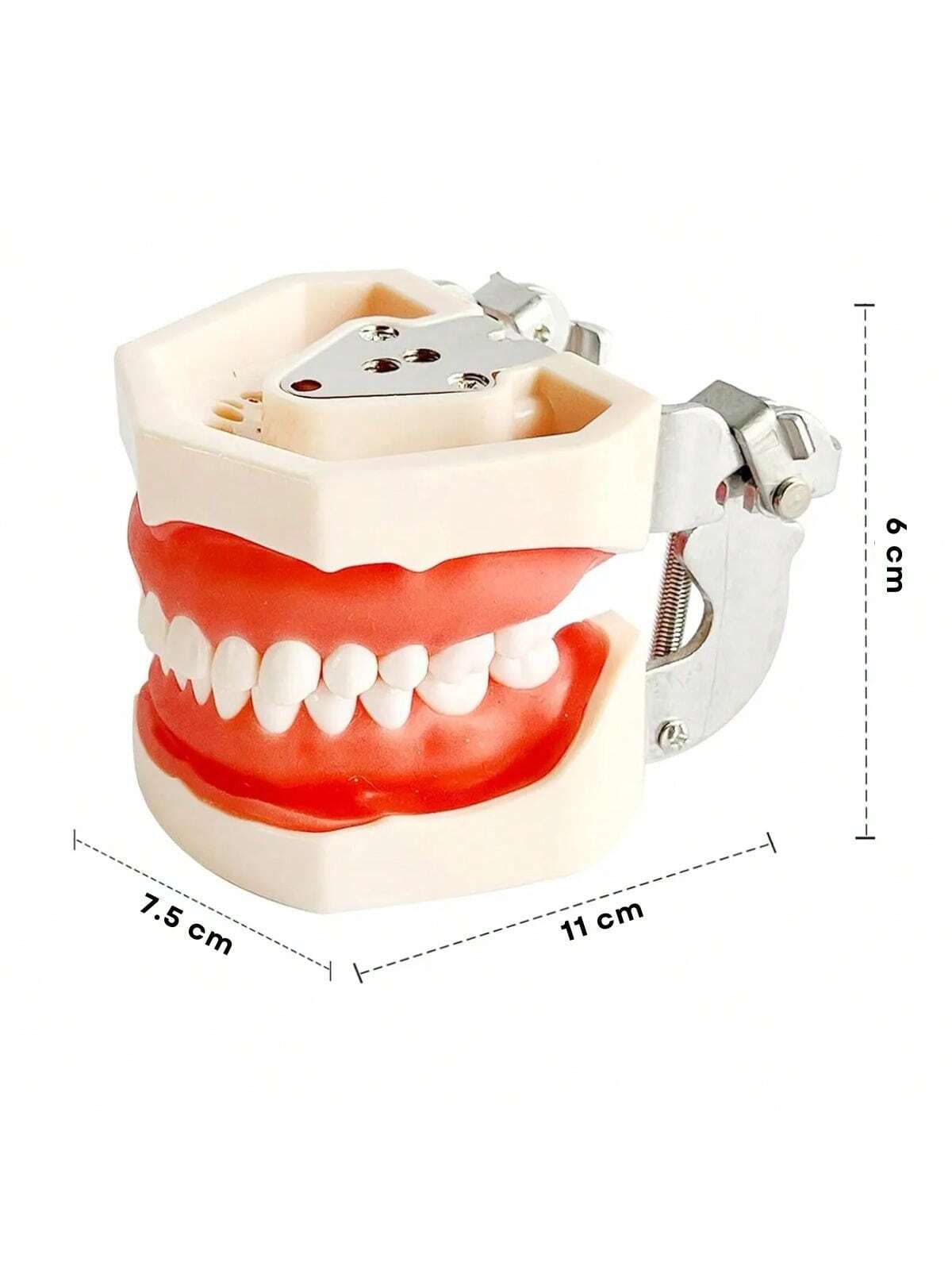 Modelo Dental Anatómico Desmontable de 28 Dientes Tipodonto con Desarmador Educativo | 11x7.5x6cm