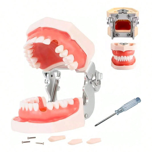 Modelo Dental Anatómico Desmontable de 28 Dientes Tipodonto con Desarmador Educativo | 11x7.5x6cm