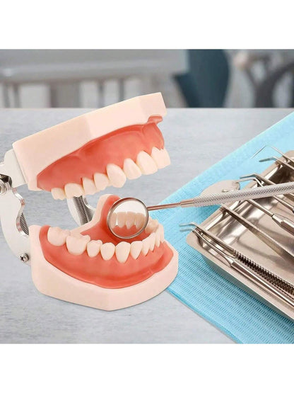 Modelo Dental Anatómico Desmontable de 28 Dientes Tipodonto con Desarmador Educativo | 11x7.5x6cm