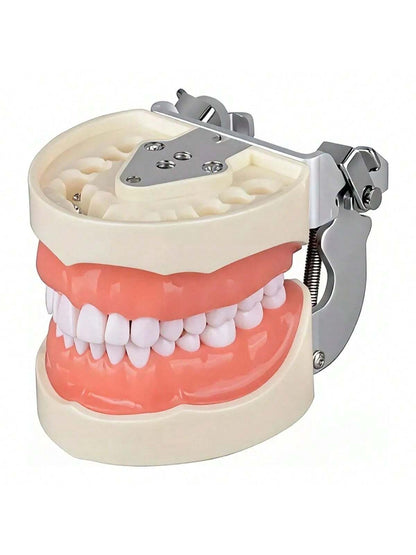 Modelo Dental Anatómico Desmontable de 28 Dientes Tipodonto con Desarmador Educativo | 11x7.5x6cm